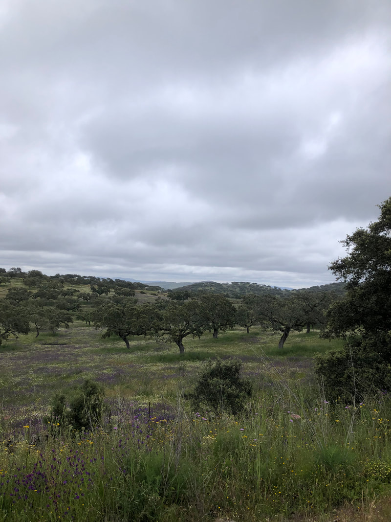 Zafra to Santa Olalla del Cala, 71k, 789m&nbsp;climbed