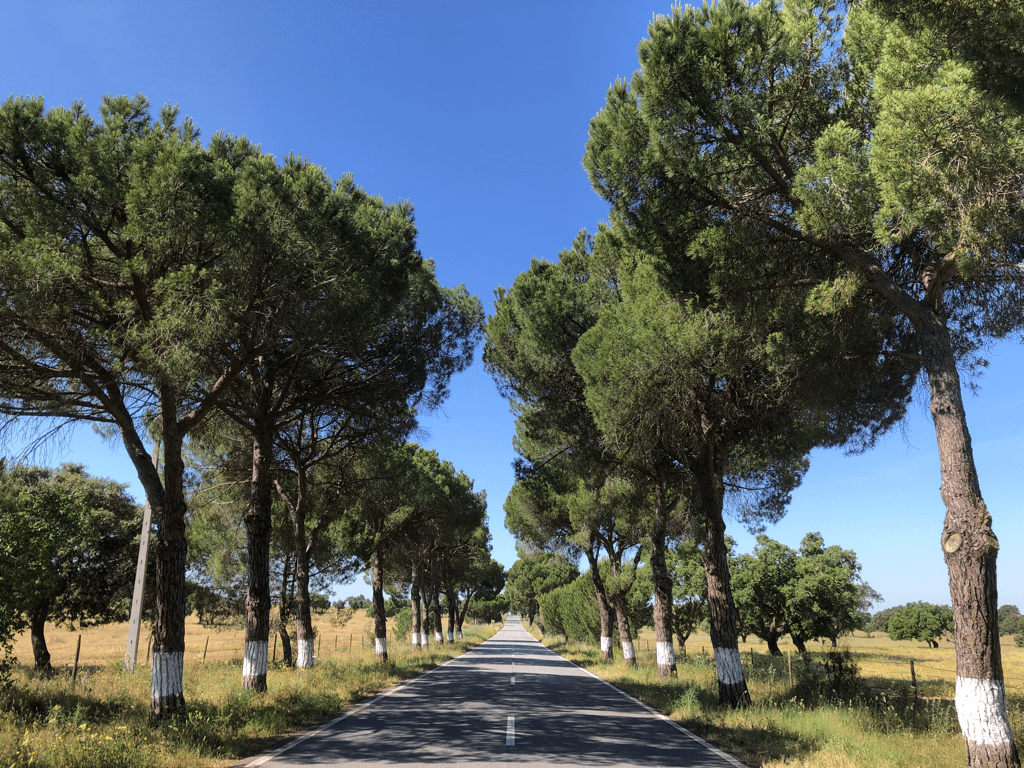 Ferreira do Alentejo to Escoural – 62.1k, 620m&nbsp;climbed